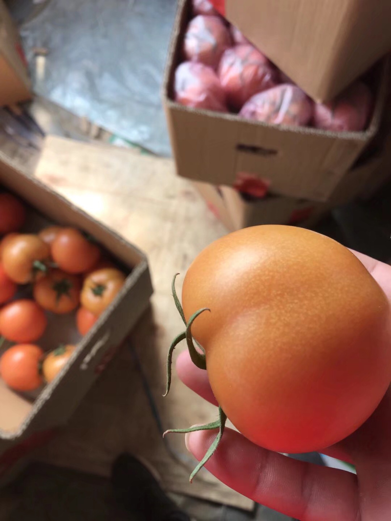 大量精品西红柿品种齐全！欢迎全国客户前来选购