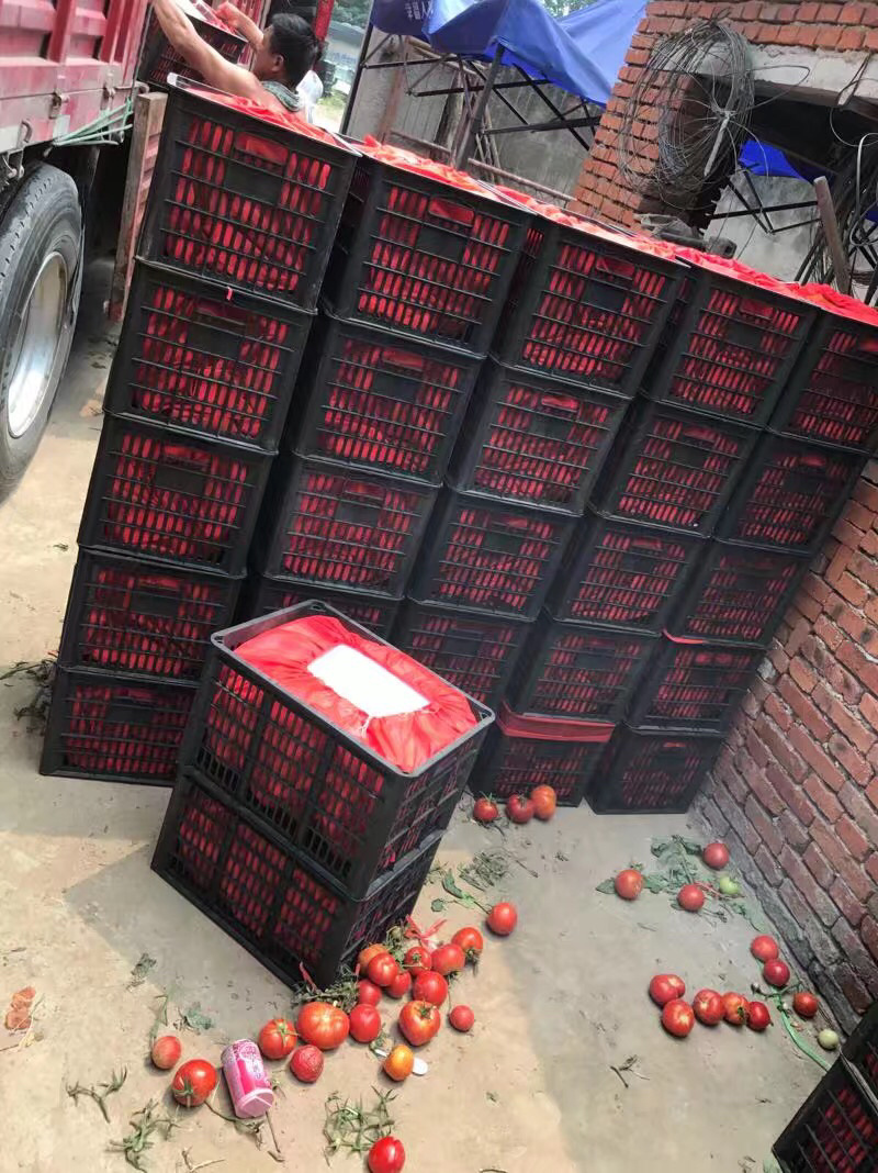 大量精品西红柿品种齐全！欢迎全国客户前来选购