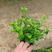 清香木净化空气绿化苗木，养护简单量大优惠