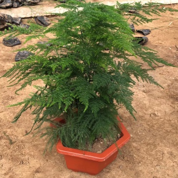 文竹单颗，组盆四角，组盆六角养护简单净化空气