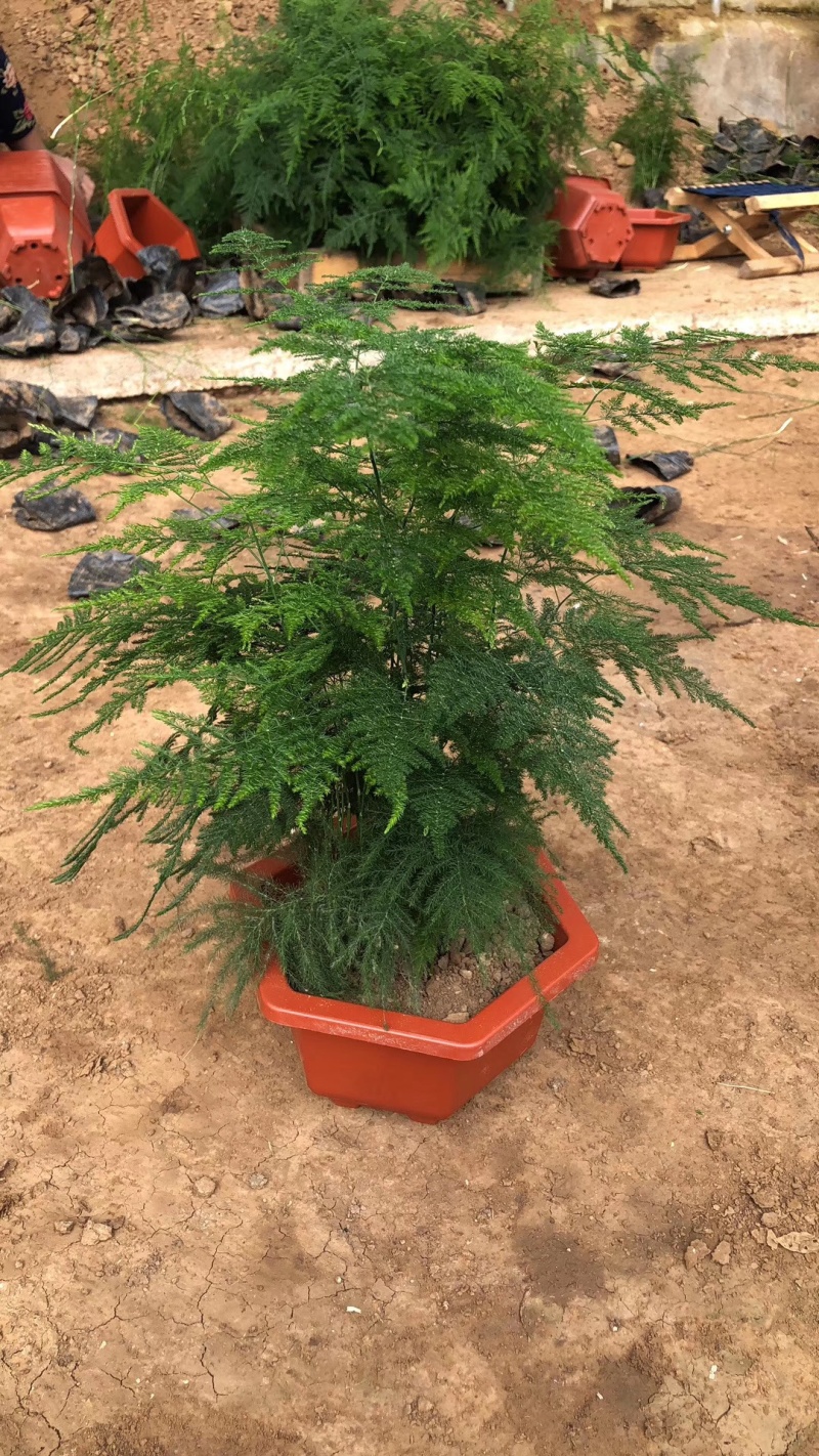 文竹单颗，组盆四角，组盆六角养护简单净化空气