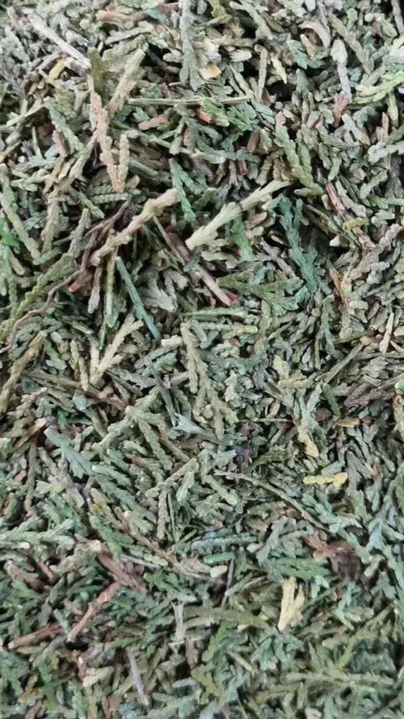 侧柏叶【包邮】三斤起发货可批量可零售量大从优