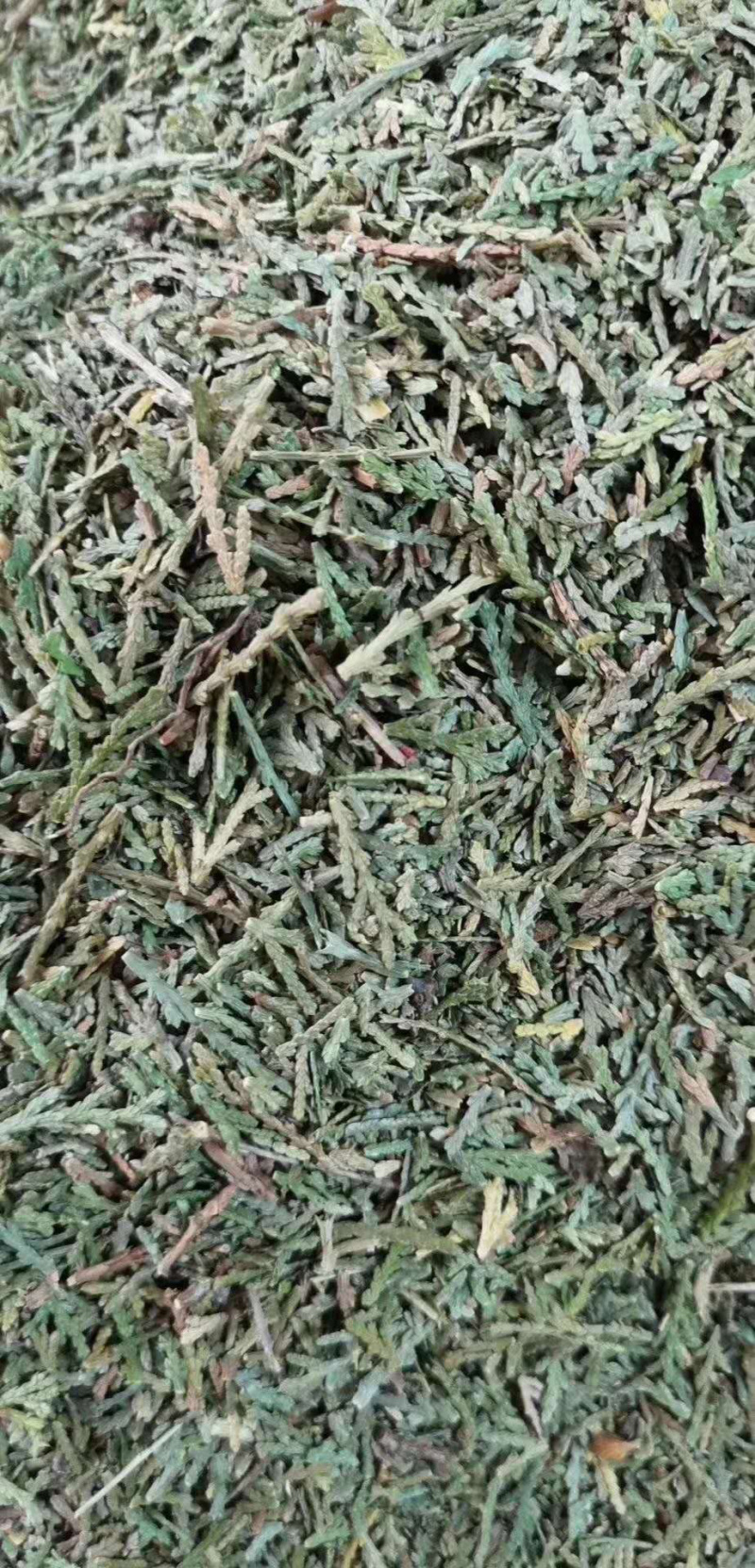 侧柏叶【包邮】三斤起发货可批量可零售量大从优
