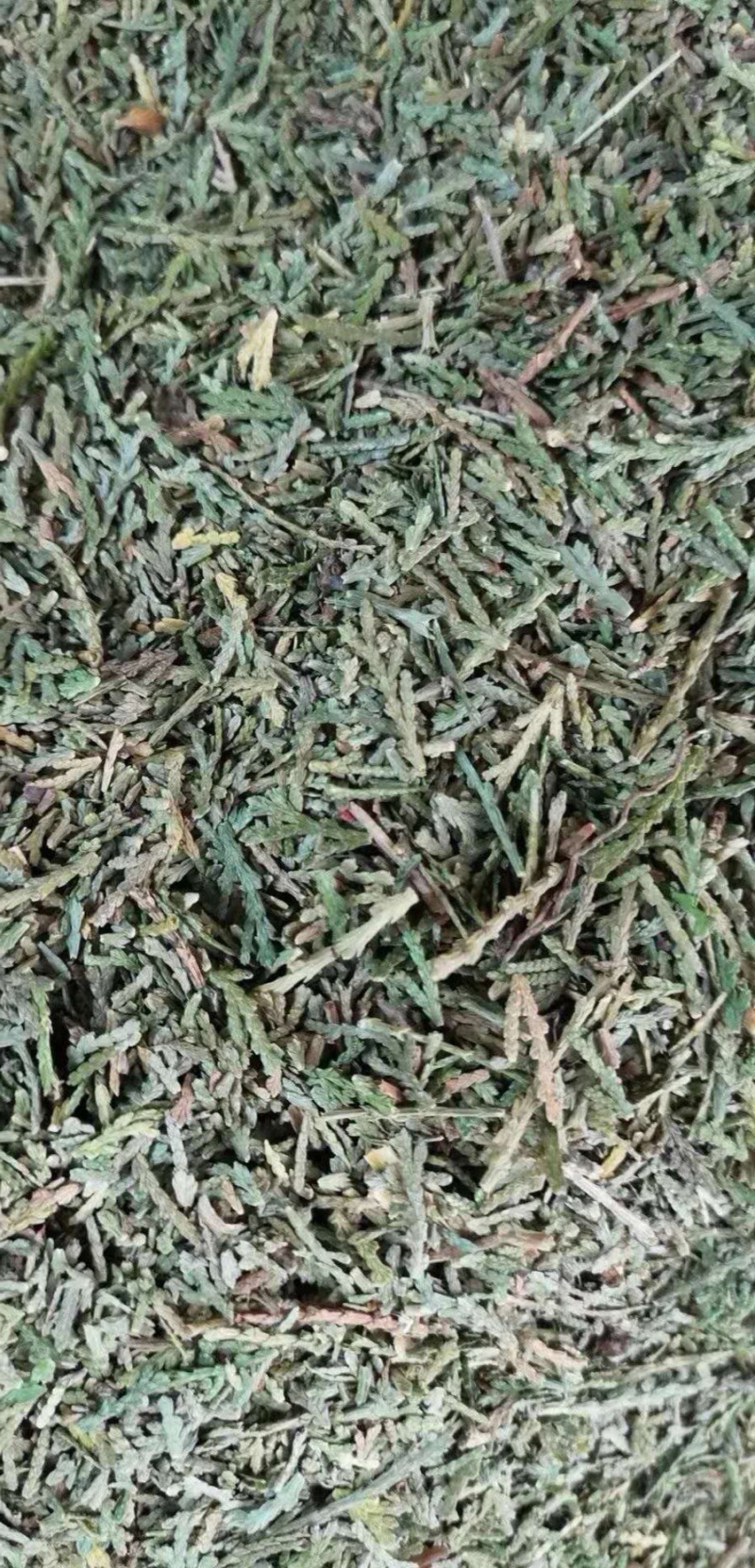 侧柏叶【包邮】三斤起发货可批量可零售量大从优