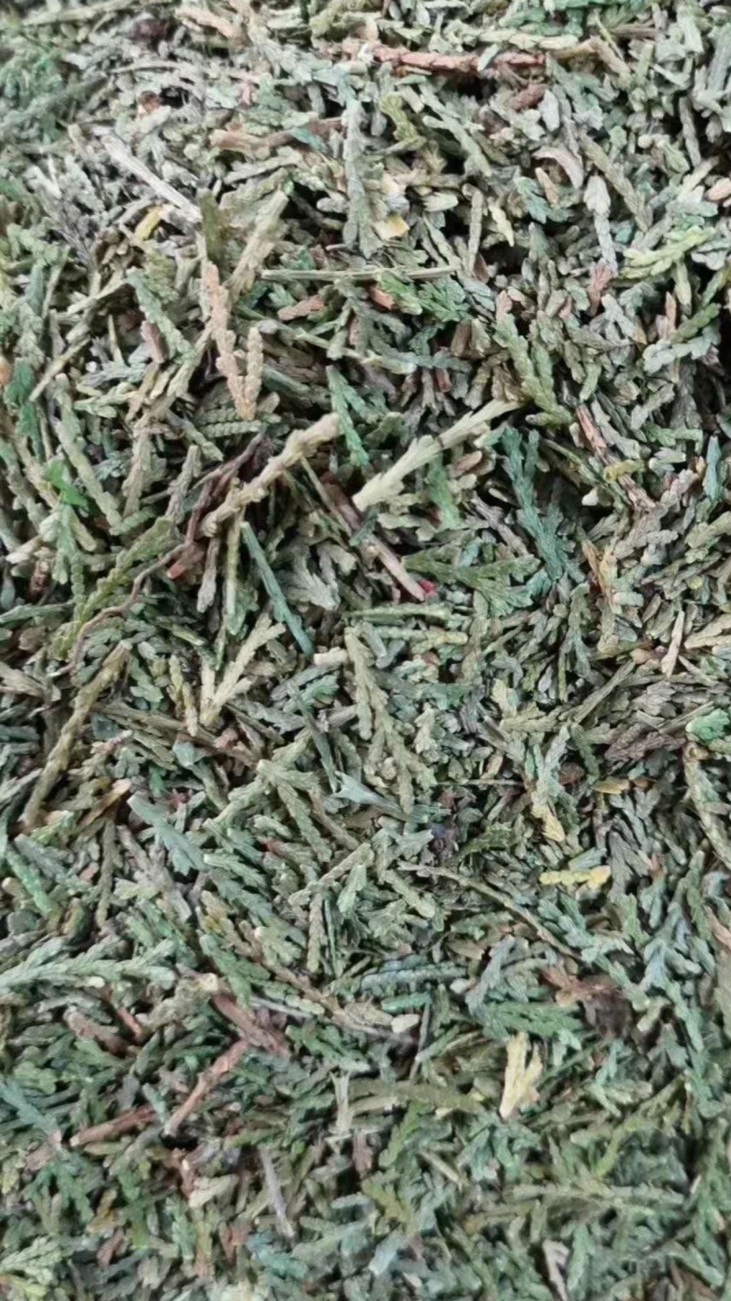 侧柏叶【包邮】三斤起发货可批量可零售量大从优