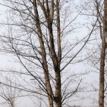 青钱柳