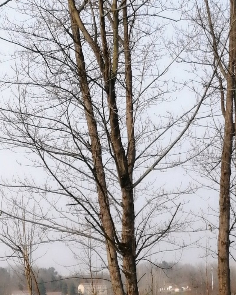 青钱柳