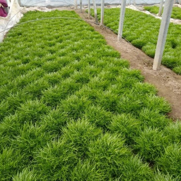 精品凤尾苦菊大量上市有需要的联系