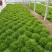 精品凤尾苦菊大量上市有需要的联系