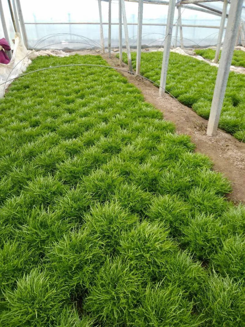 精品凤尾苦菊大量上市有需要的联系