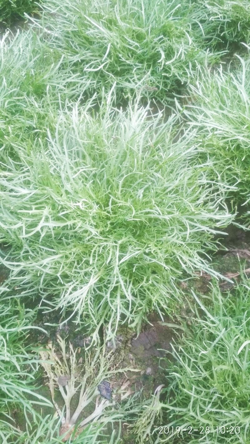 精品凤尾苦菊大量上市有需要的联系