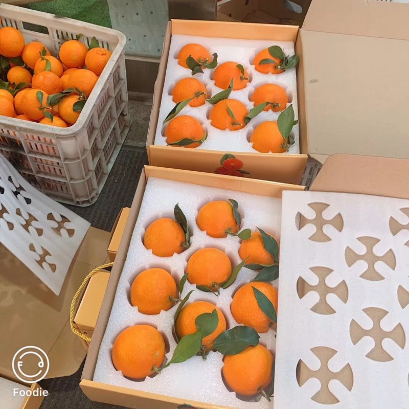 爱媛28（红美人柑橘苗）苗圃直供苗木粗壮根系发达有检疫证