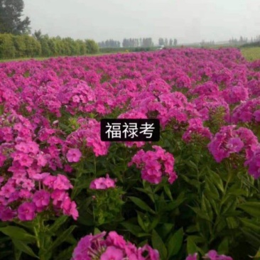 福禄考