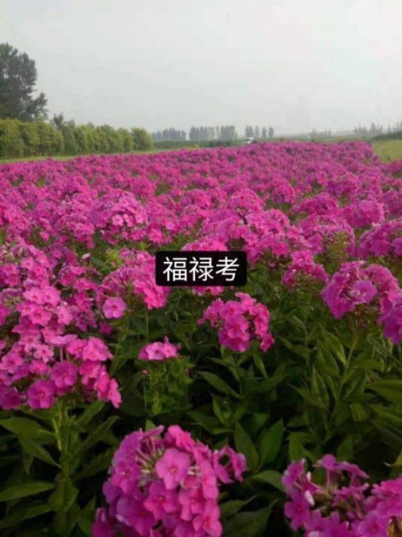 福禄考