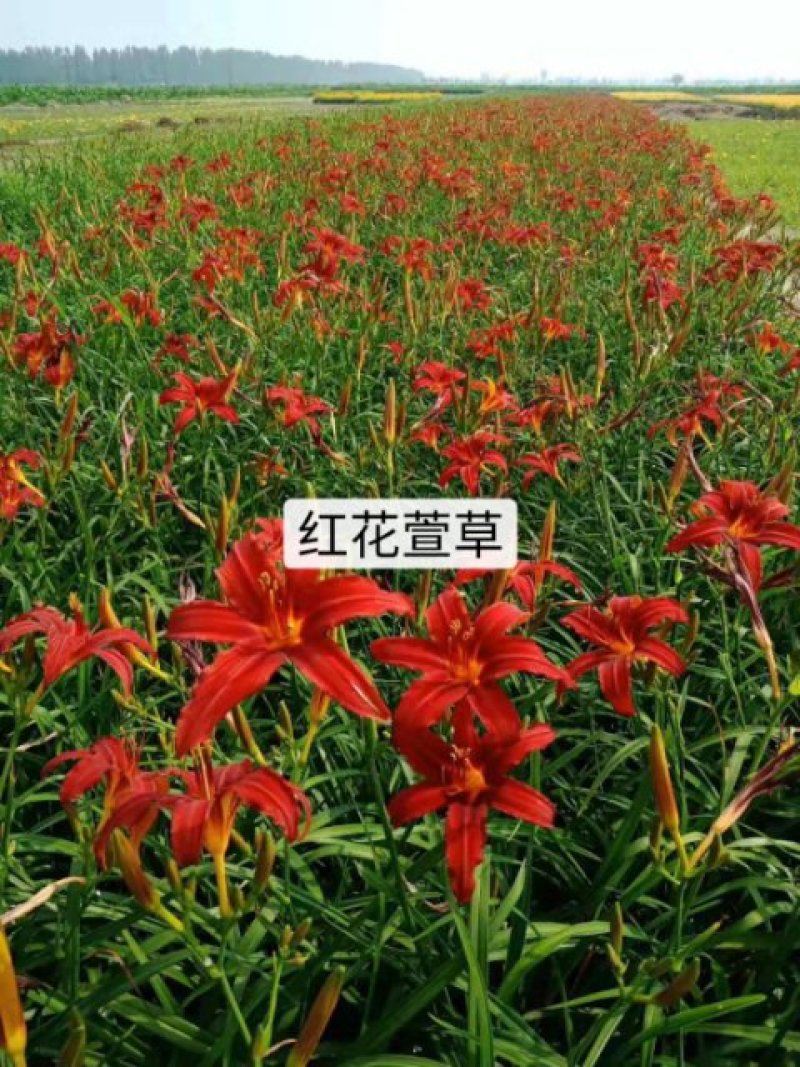 福禄考