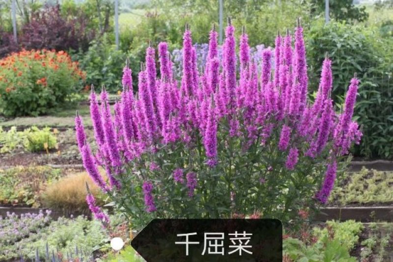 福禄考