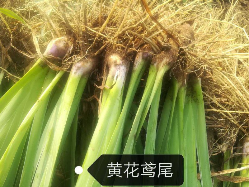 福禄考