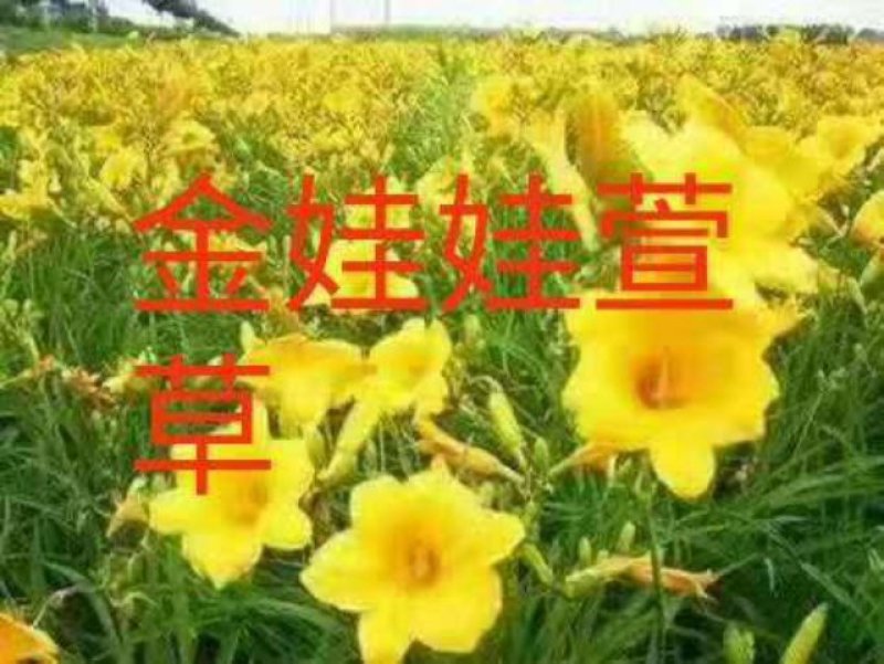 福禄考