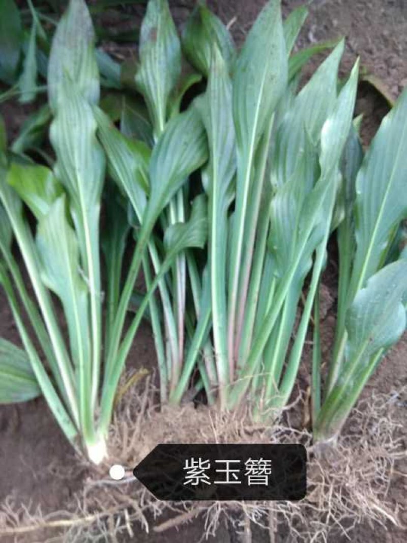 福禄考
