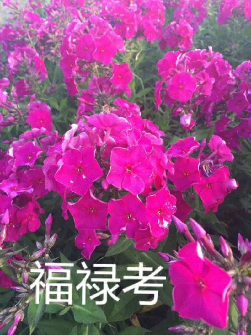 福禄考