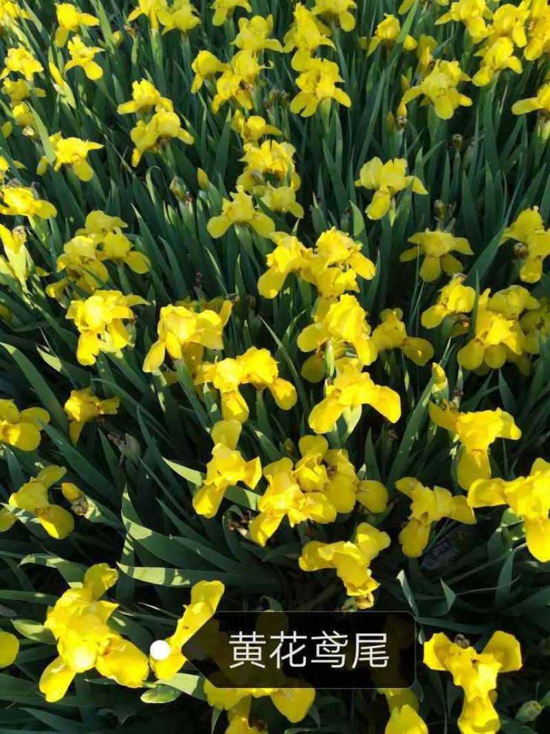 福禄考