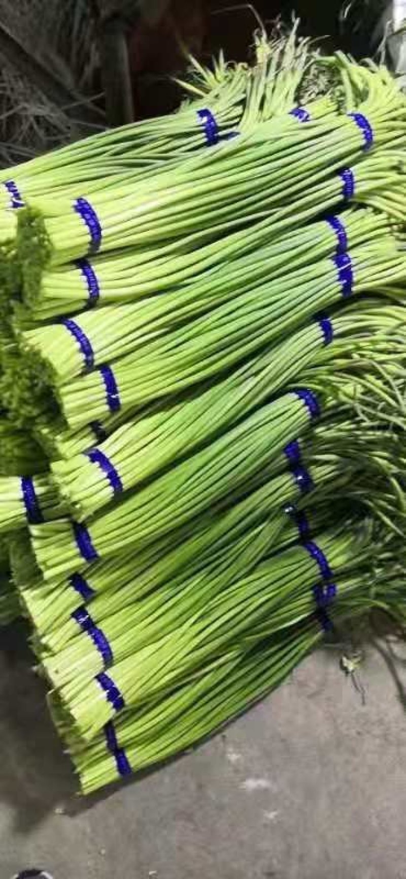 【优品】出售优质苍山蒜苔射阳蒜苔品质保证量大从优
