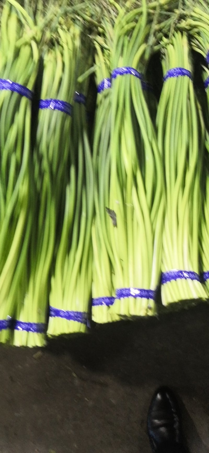 【优品】出售优质苍山蒜苔射阳蒜苔品质保证量大从优