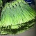 【优品】出售优质苍山蒜苔射阳蒜苔品质保证量大从优
