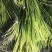 【优品】出售优质苍山蒜苔射阳蒜苔品质保证量大从优