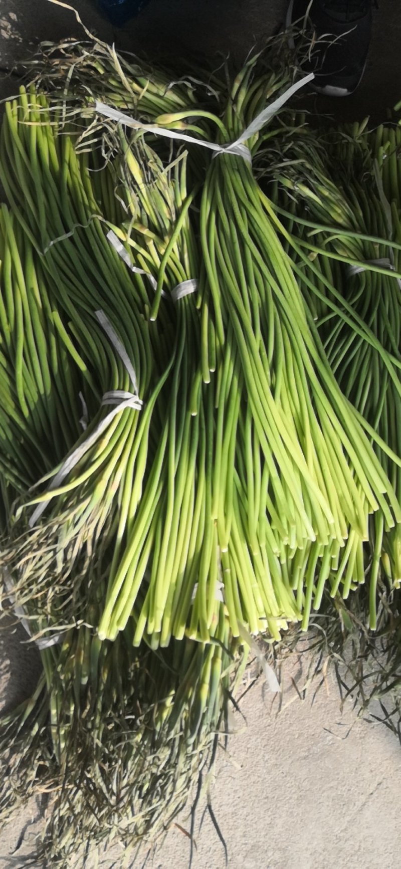 【优品】出售优质苍山蒜苔射阳蒜苔品质保证量大从优