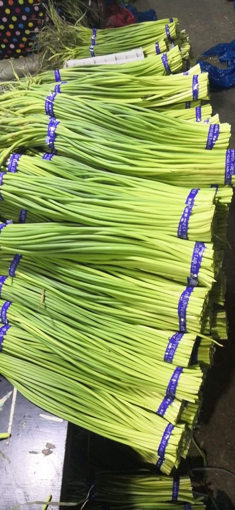 【优品】出售优质苍山蒜苔射阳蒜苔品质保证量大从优