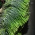 【优品】出售优质苍山蒜苔射阳蒜苔品质保证量大从优