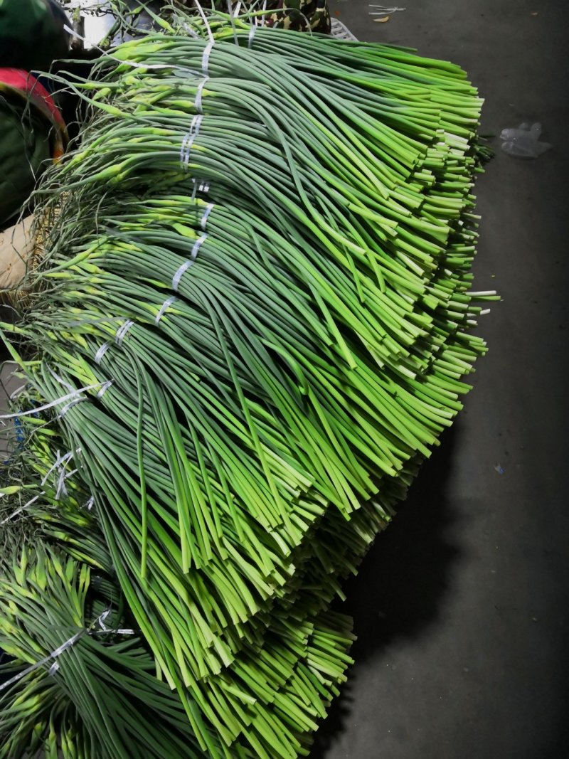 【优品】出售优质苍山蒜苔射阳蒜苔品质保证量大从优