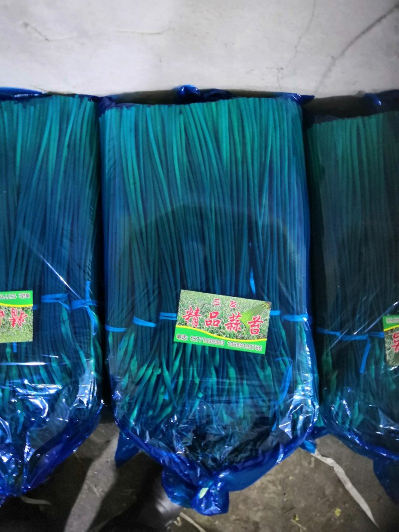 【优品】出售优质苍山蒜苔射阳蒜苔品质保证量大从优