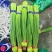 【优品】出售优质苍山蒜苔射阳蒜苔品质保证量大从优