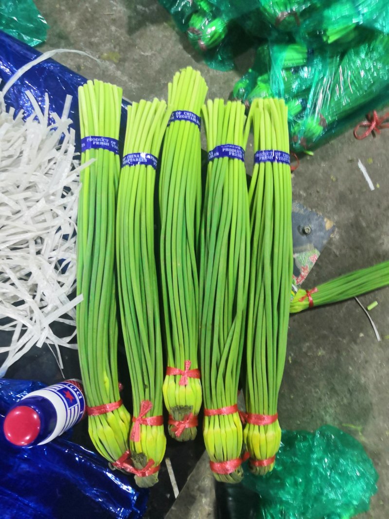 【优品】出售优质苍山蒜苔射阳蒜苔品质保证量大从优