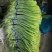 【优品】出售优质苍山蒜苔射阳蒜苔品质保证量大从优