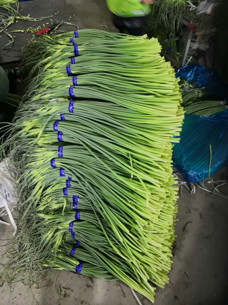 【优品】出售优质苍山蒜苔射阳蒜苔品质保证量大从优