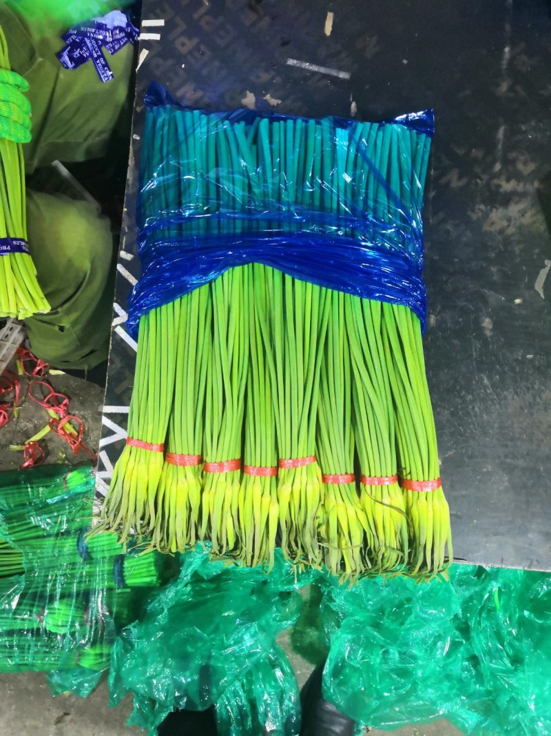 【优品】出售优质苍山蒜苔射阳蒜苔品质保证量大从优