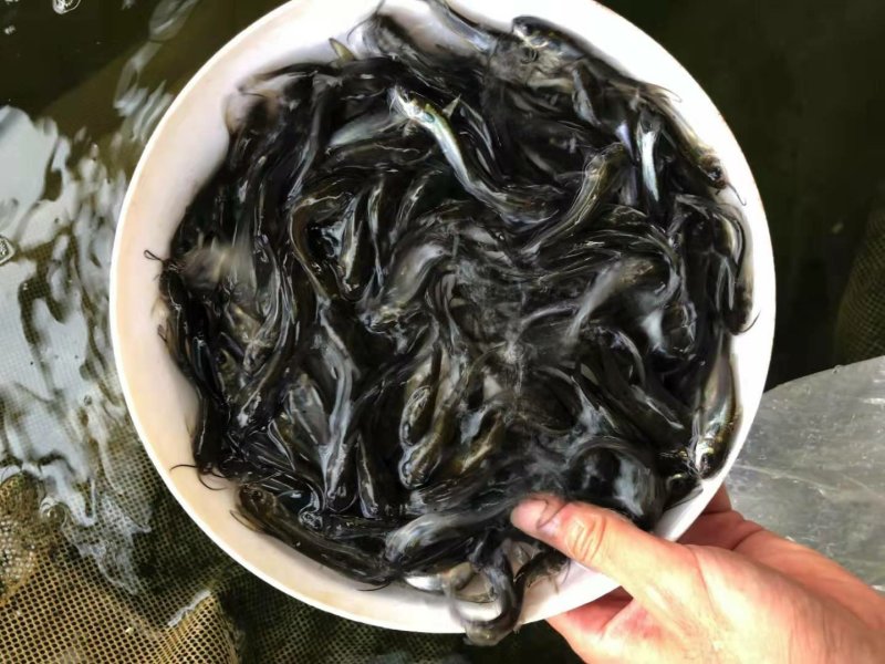 大口鲶鱼苗，长势快，不怿水质，无病毒，肉质好，量大从优