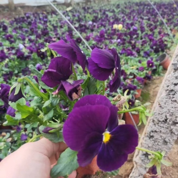 三色堇！蝴蝶梅！花海用苗！冬季草花！绿化种植基地