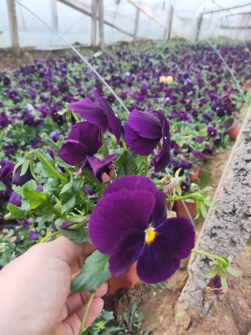 三色堇！蝴蝶梅！花海用苗！冬季草花！绿化种植基地