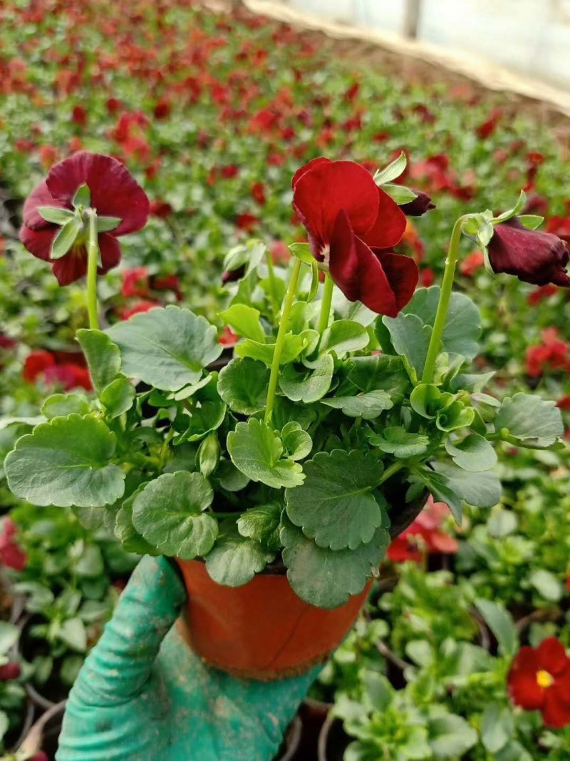 三色堇！蝴蝶梅！花海用苗！冬季草花！绿化种植基地