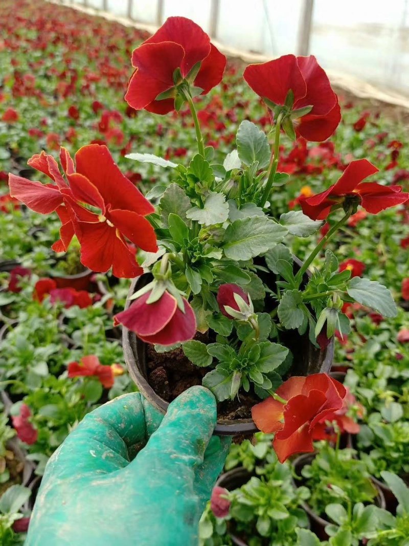 三色堇！蝴蝶梅！花海用苗！冬季草花！绿化种植基地