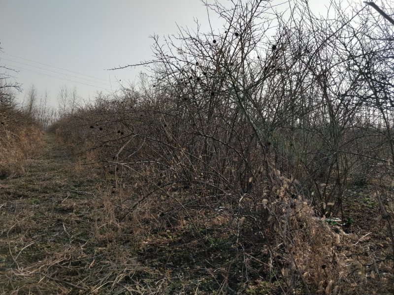 自然栽植刺梨大苗，7年优质刺梨大苗、原生刺梨大苗