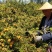 自然栽植刺梨大苗，7年优质刺梨大苗、原生刺梨大苗
