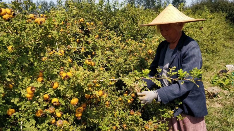自然栽植刺梨大苗，7年优质刺梨大苗、原生刺梨大苗