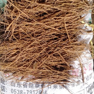 山东黄芩种苗