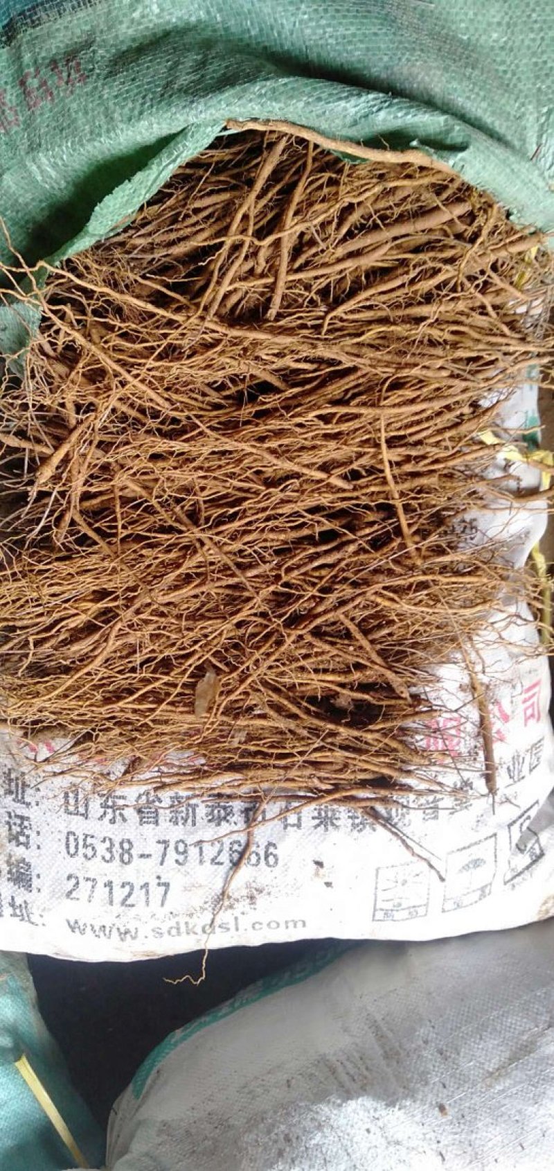 山东黄芩种苗