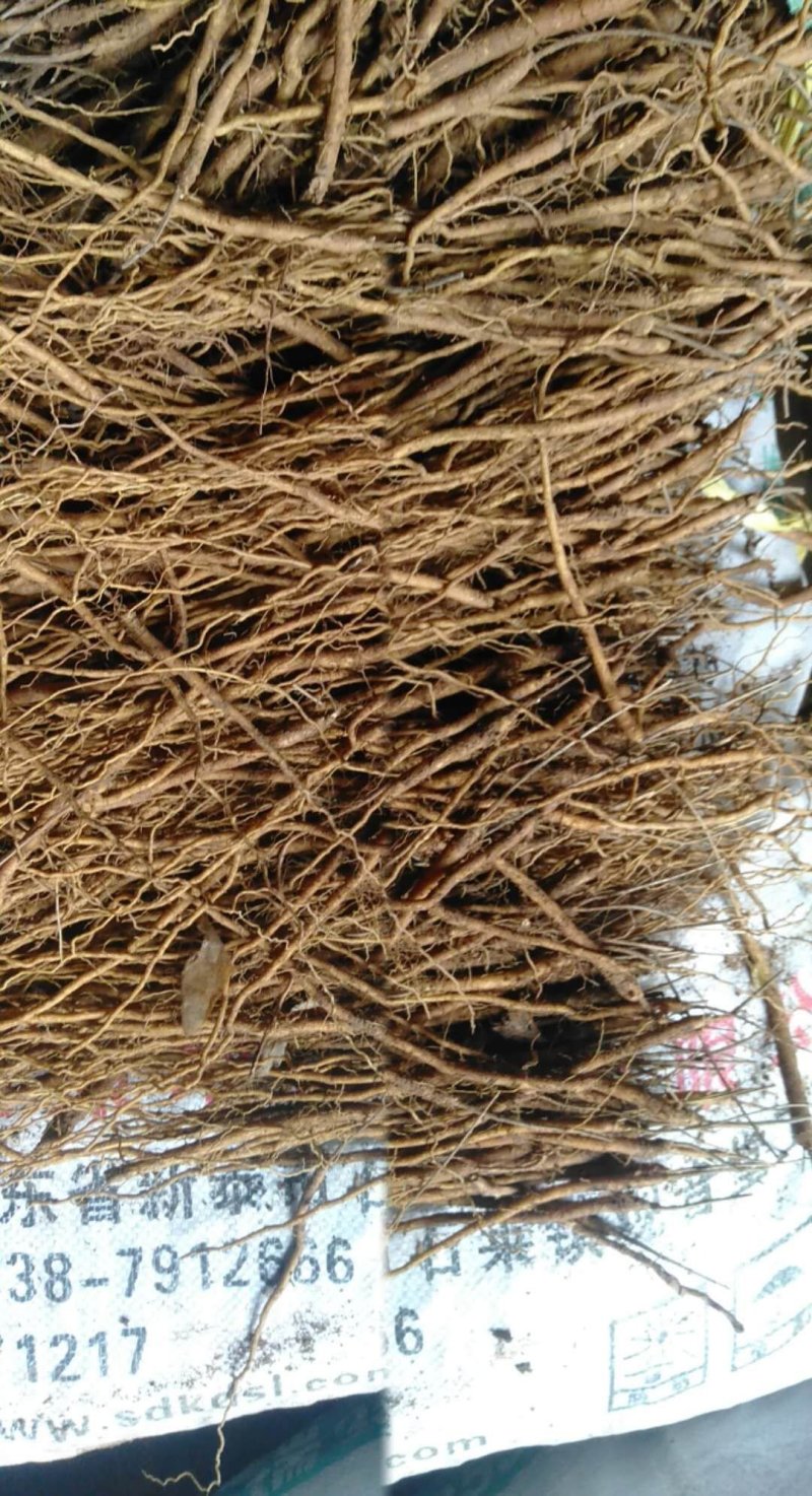山东黄芩种苗